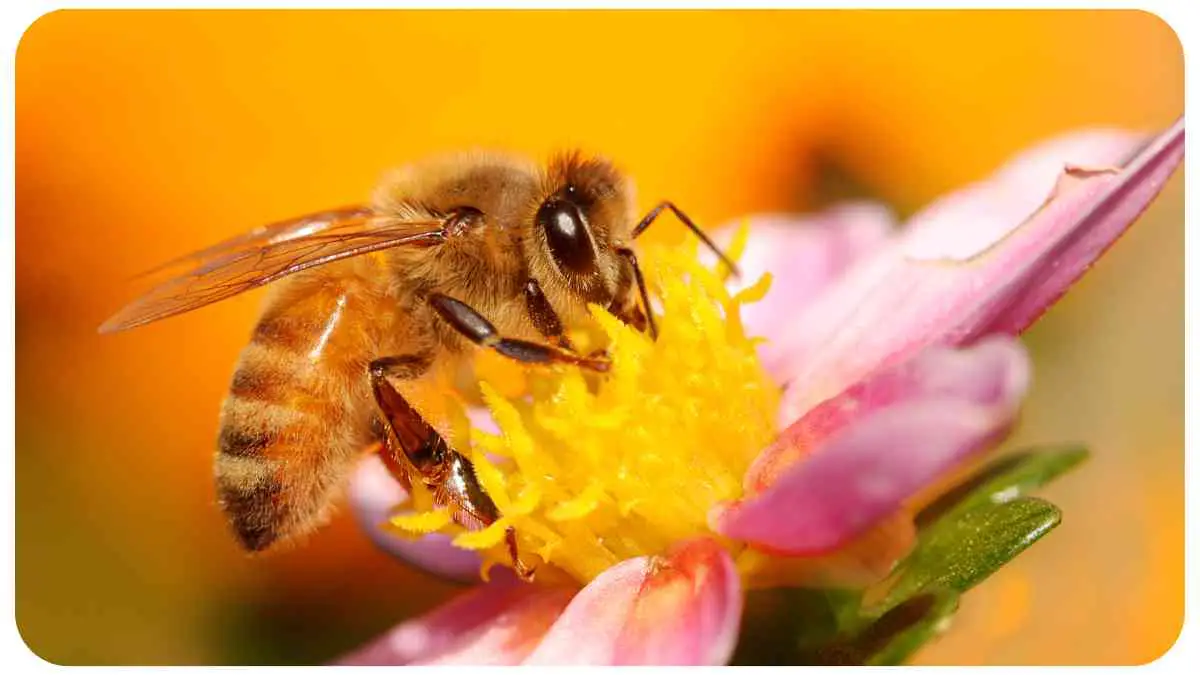 Is Honey Vegan? Exploring the Debate
